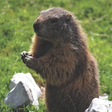 Διαμέρισμα Haus Lowe *